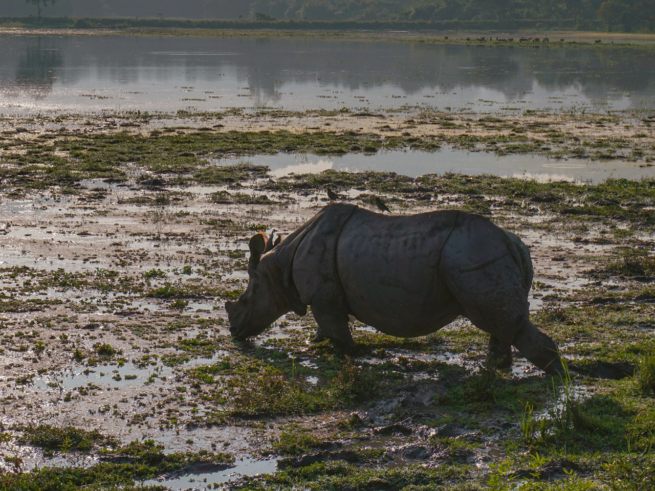 Assam & Kaziranga, North East India